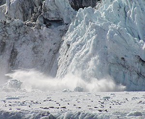 Seals on ice in Glacier Bay National Park and Preserve. Image credit: NPS Harbor Seals haul out on ice in front of a calving glacier