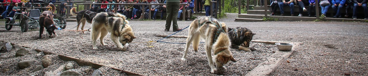 Several dogs attached to a sled with their heads bent to the ground in unison. Behind them, a ranger talks to a crowd.