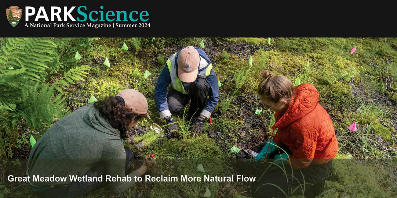 Summer 2024 issue cover Three people working in a wetland surrounded by little green flags