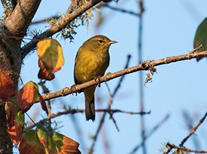 Orange-crowned warbler Yellow bird in tree with blue sky