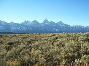 Sagebrush field in front of snow-capped mountains