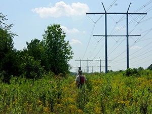 woman in a field of wildflowers under a power line