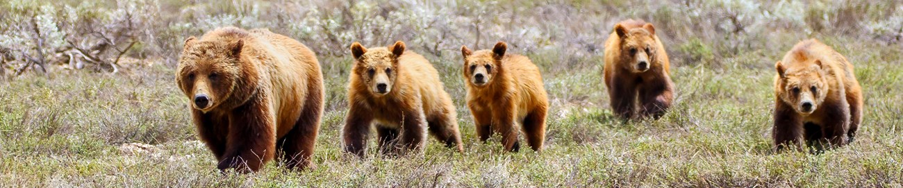 The Celebrity Effect: How Famous Wildlife Can Lead to Risky Behavior Five bears in a grassy field.