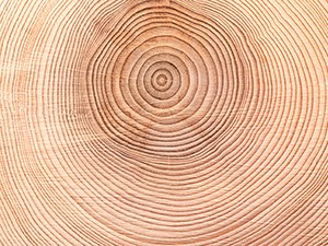 Tree rings Tree rings