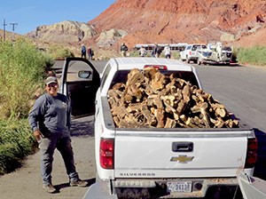 Woman stands next to a pickup truck with a cord of tamarisk firewood at Lees Ferry