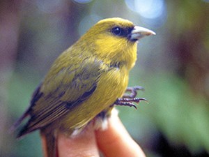 Ways to Meet a Changing World three fingers holding an ʻakekeʻe, a yellow Hawaiian honeycreeper