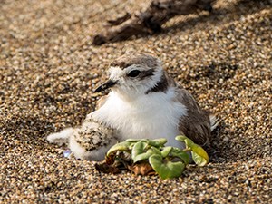 A small beige and white bird with long black beak and big dark eyes covers a chick as she sits in a sand scrape next to a green plant.
