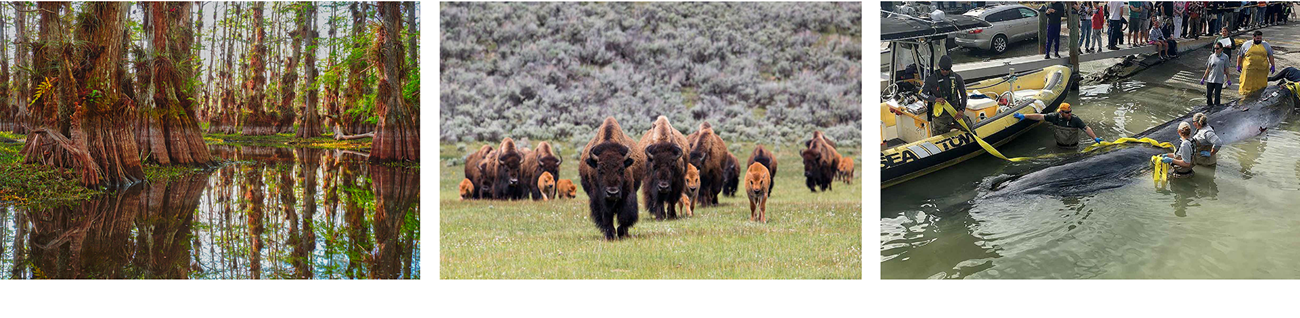 Three pictures (from left to right): cypress trees in Big Cypress National Preserve, bison herd in a grassy field in Yellowstone National Park, a dead whale retrieval in Everglades National Park