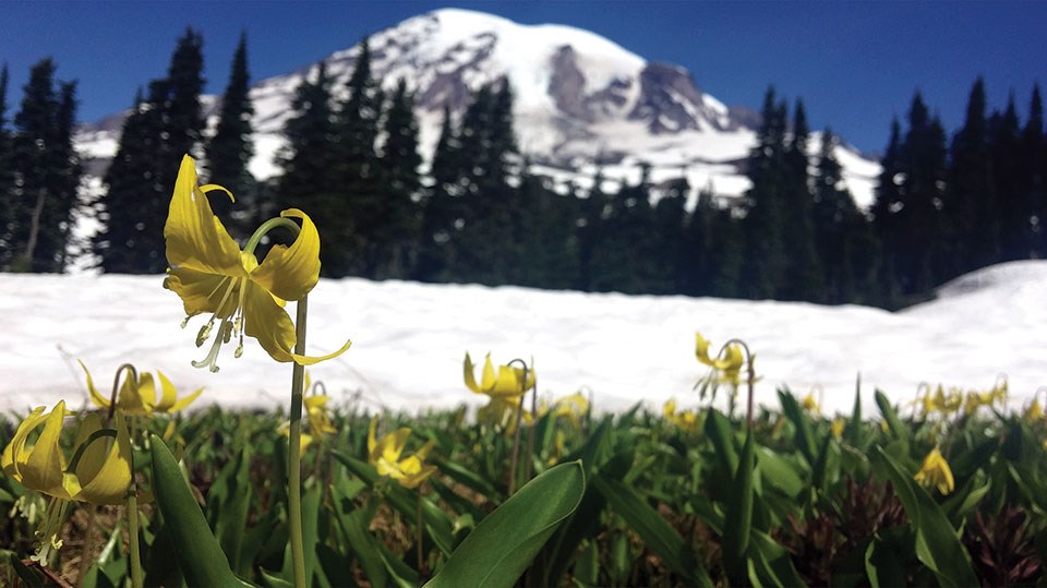 Yellow glacier lilies (Erythronium grandiflorum) bloom near a snowfiled at Mount Rainier National Park.