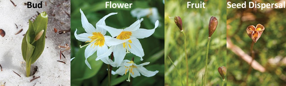 Four phenophses of the white avalanche lily from left to right: bud, flower, fruit, and seed dispersal.