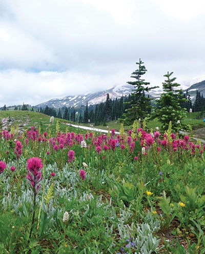 Subalpine hillsides covered in wildflowers at Mount Rainier National Park, Washington, particularly magenta-colored mountain Indian paintbrush.