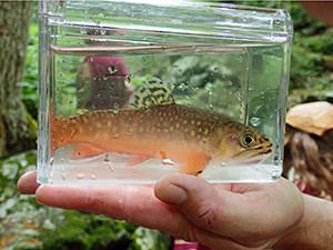 Brook trout small spotted fish in a glass jar full of water, held in a hand