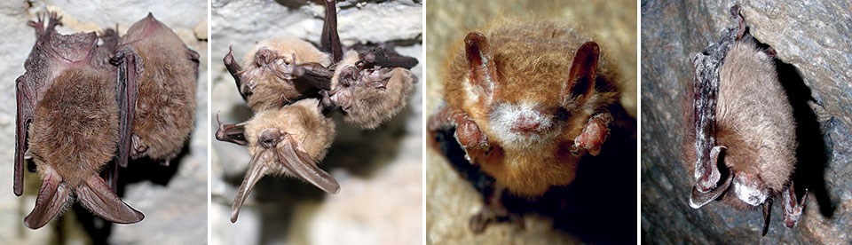 A: Cluster of healthy Townsend's big-eared bats. B: Cluster of healthy Townsend's big-eared bats. C: A tricolored bat in a cave at Cloudland State Park, Georgia, 2013, with fully expressed white-nose syndrome. D: A little brown bat at the Greeley Mine, Ve