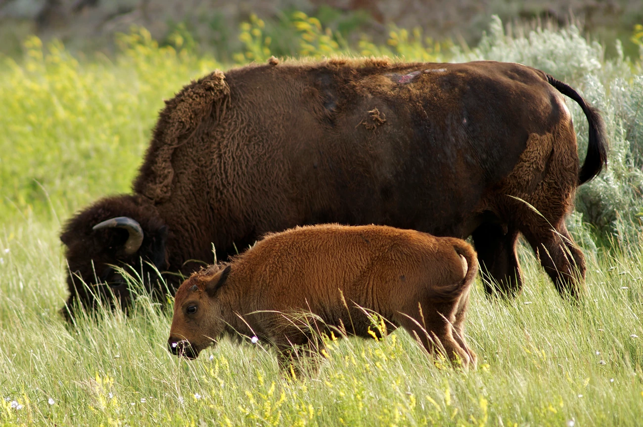 Bison and calf A female bison with lighter colored calf