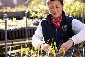 Volunteer helping at the Golden Gate NRA nursery.