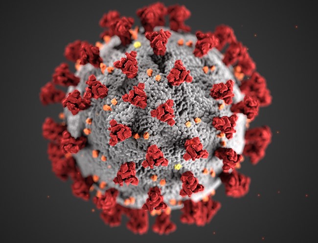 CDC illustration of COVID-19 illustration of round ball with spikes