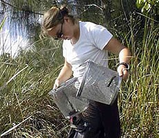 A volunteer in Everglades National Park identifying aquatic species in a sawgrass prairie.