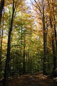 A forested trail in Marsh Billings Rockefeller National Historical Park