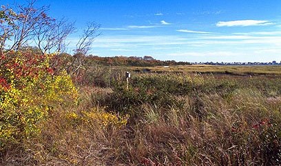 An autumn salt marsh scene at Jamaica Bay Wildlife Refuge.