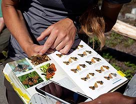 A field guide helps a visitor identify butterflies.