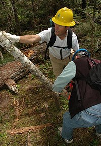 Two Conservation Crew members clear bent trees and logs from the Wonder Land Trail.