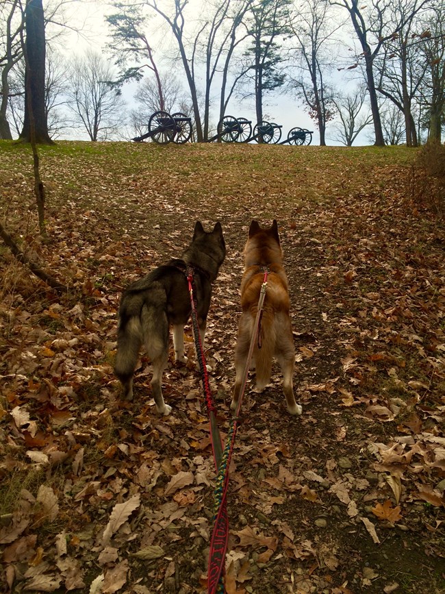 Two leashed dogs look up at a row of four cannon.