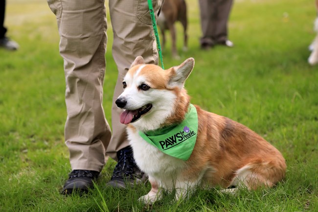 a corgi on a leash with a bandana