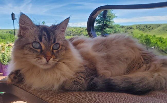 a fluffy white cat with blue eyes sits on a patio chair in a backyard