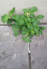 A green plant grows through cement