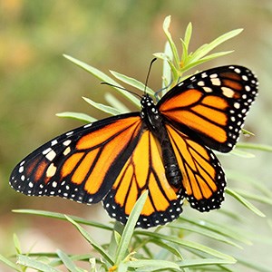 A orange and black butterfly rests on a green plant