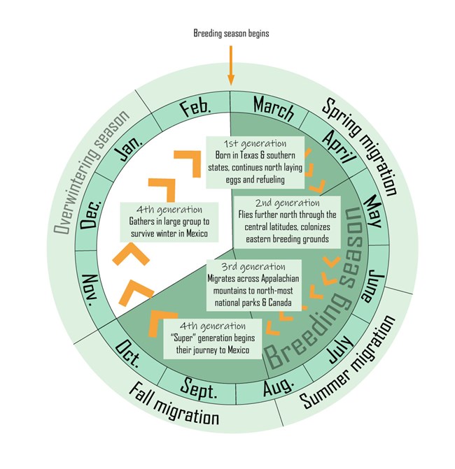 The migration cycle of monarch butterflies The migration cycle of monarch butterflies