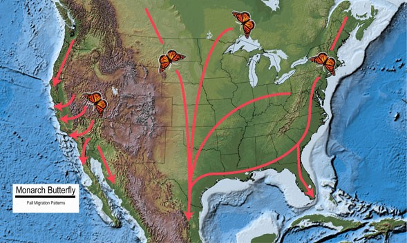 Map showing Monarch butterly Fall migration patterns Map showing Monarch butterly Fall migration patterns