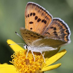 Ruddy-Daggerwing-Marpesia-petreus-YOSE-butterfly-count2