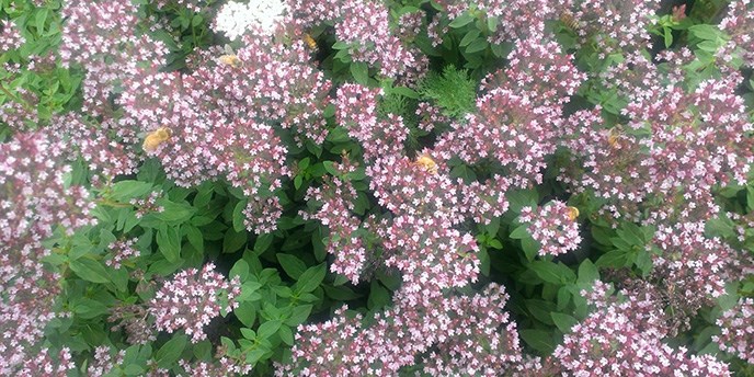 Bumble bees on a cluster of pink flowers