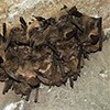 Bats are suspended from a rock face