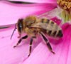 lt= Honey bee on a pink flower