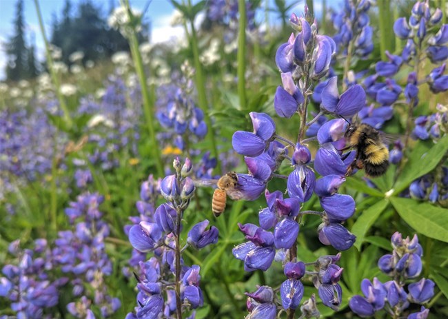 purple flowers with a bumble bee and honey bee on them