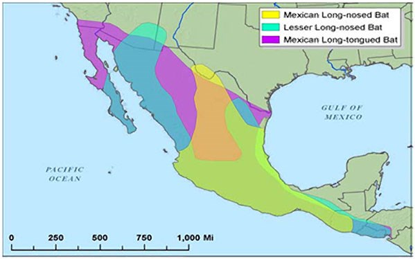 Map of desert pollinator migration