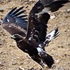 A golden eagle takes flight