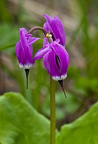 Three violet colored Frigid Shooting Star flower heads point downward with green leaves in the background