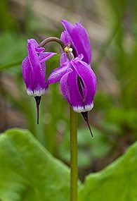 lt= Three violet colored Frigid Shooting Star flower heads point downward with green leaves in the background