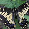 lt= A black and yellow butterfly on a green leaf