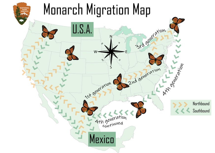 Map of the US showing the journey of monarchs from the southern US, to the northern, and back to Mexico in the south