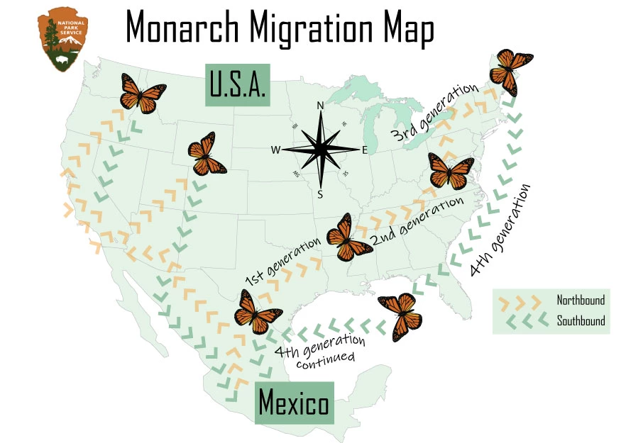 Map of the US showing the journey of monarchs from the southern US, to the northern, and back to Mexico in the south Map of the US showing the journey of monarchs from the southern US, to the northern, and back to Mexico in the south