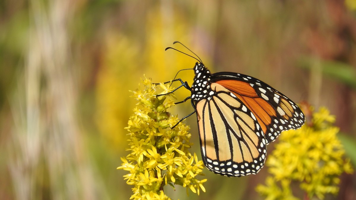 A monarch butterfly on a yellow cluster flower