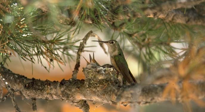 A mother hummingbird sits by her nest tucked in a conifer tree. Poking out of the nest are two hummingbird beaks.