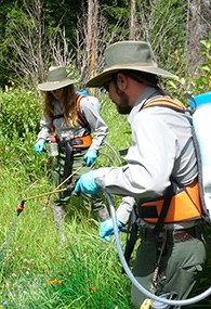lt= Two people are spaying green vegetation with chemicals.