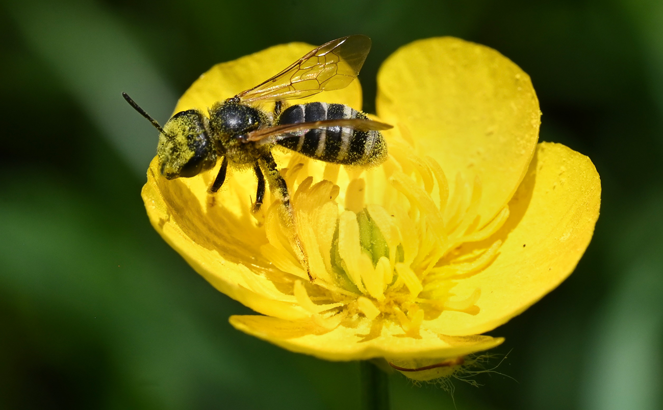 Ligated furrow bee Close-up of a bee covered in yellow pollen, perched on a bright yellow flower with layered petals.