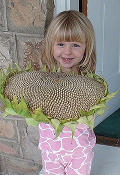 A little girl holds the head of a sunflower A little girl holds the head of a sunflower