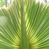 A green timucua leaf